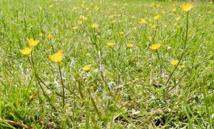 buttercups in the lawn, The Author Chronicles, J. Thomas Ross, inspiration